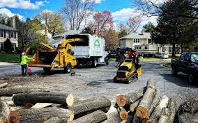 Best Storm Damage Tree Cleanup  in Payson, UT
