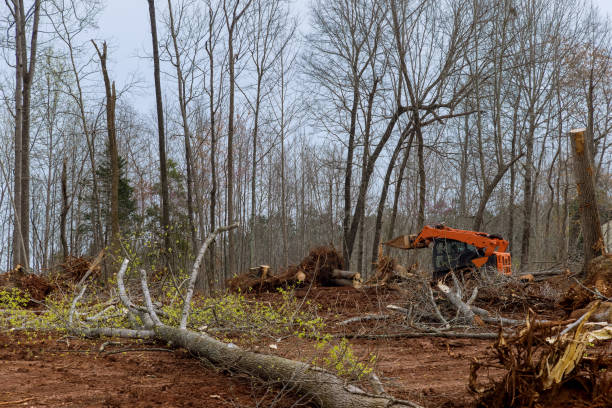 Payson, UT Tree Care Company