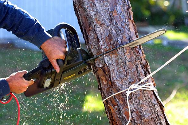 Trusted Payson, UT Tree Care Experts